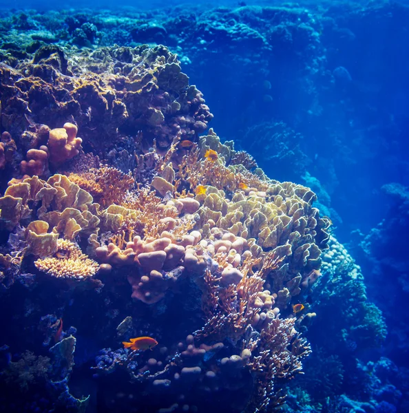 Coral reef — Stock Photo, Image