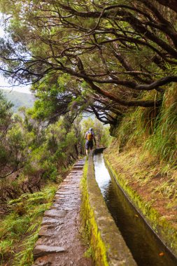 Madeira zammı
