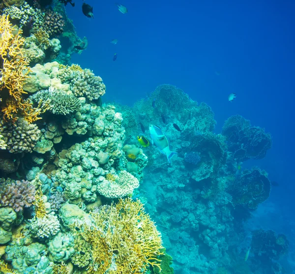 Coral reef — Stock Photo, Image