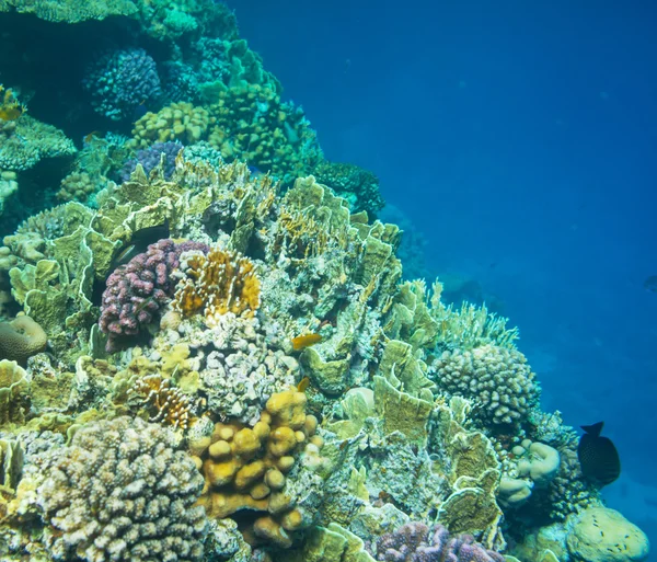 Κοραλλιογενής ύφαλος — Φωτογραφία Αρχείου