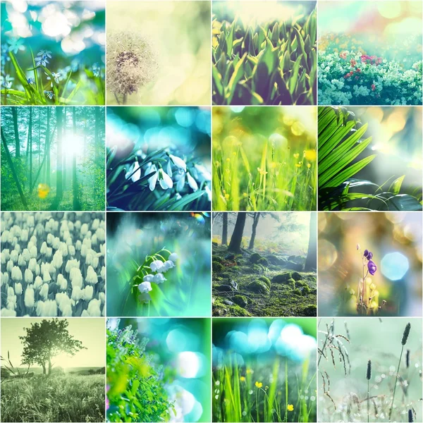 Blommor collage — Stockfoto