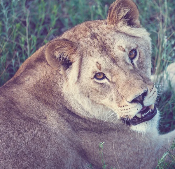 Löwe — Stockfoto