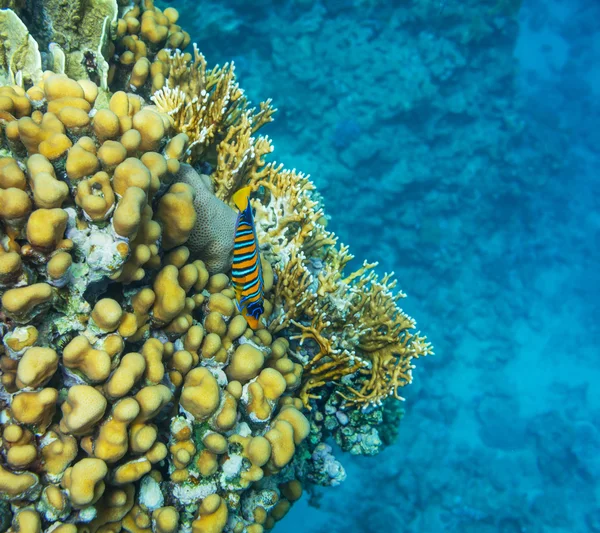 Korálový útes — Stock fotografie