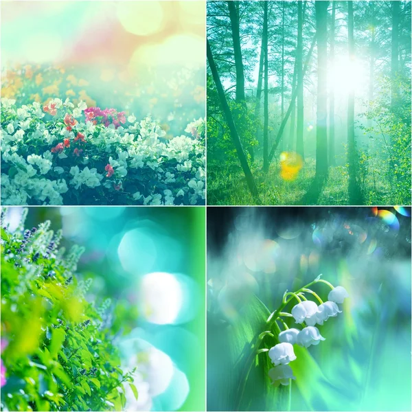 Bloemen collage — Stockfoto