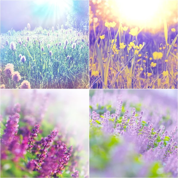 Colagem de flores — Fotografia de Stock