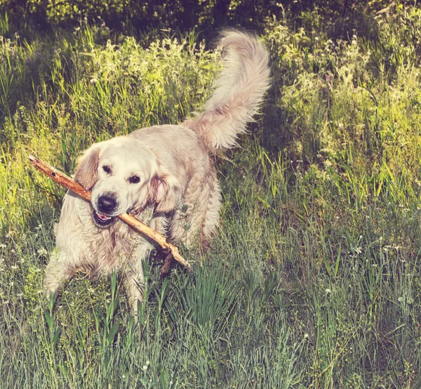 Retriever — Stok fotoğraf