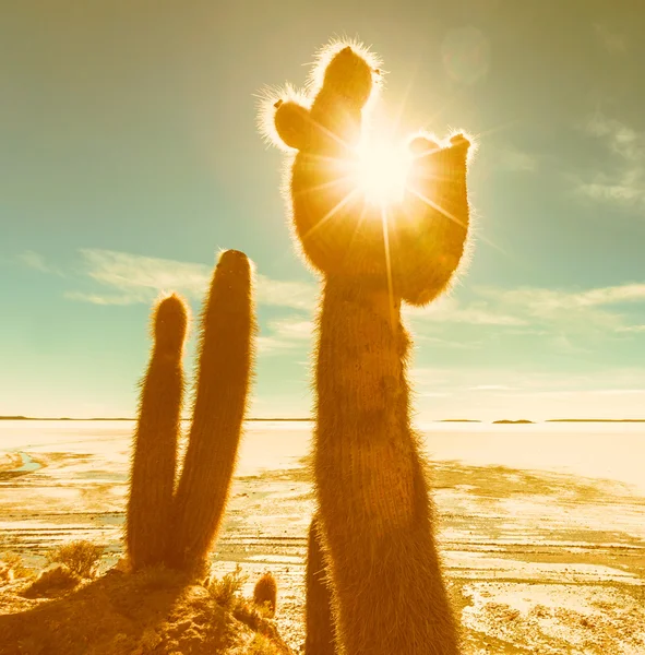 Salar de Uyuni — Stok fotoğraf