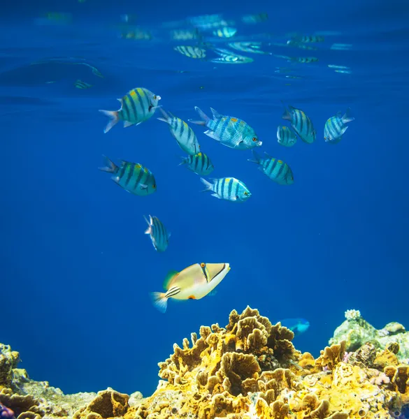 Peces de coral — Foto de Stock