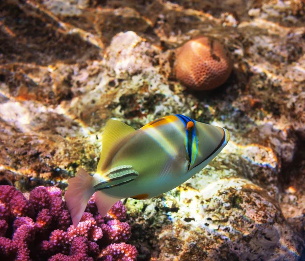 산호 고기 — 스톡 사진