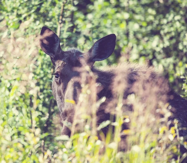 Elch im Wald — Stockfoto