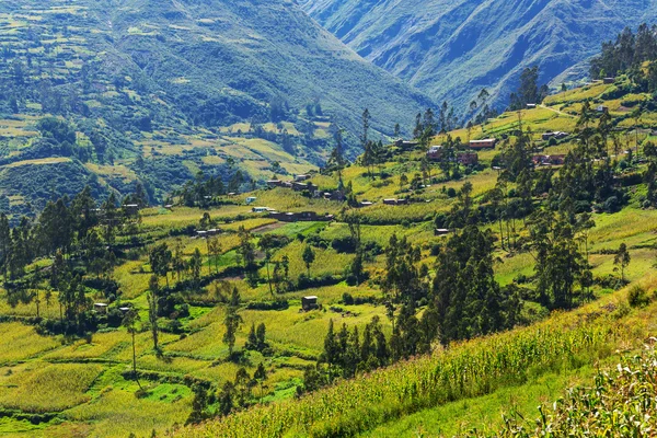 Campos em Bolívia — Fotografia de Stock