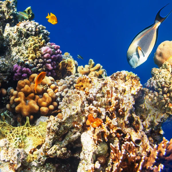 Coral fishes — Stock Photo, Image