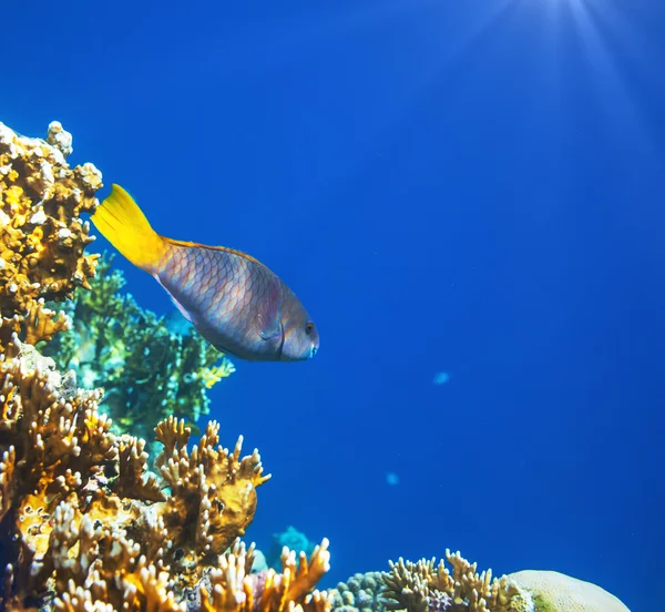 Peixes de coral — Fotografia de Stock