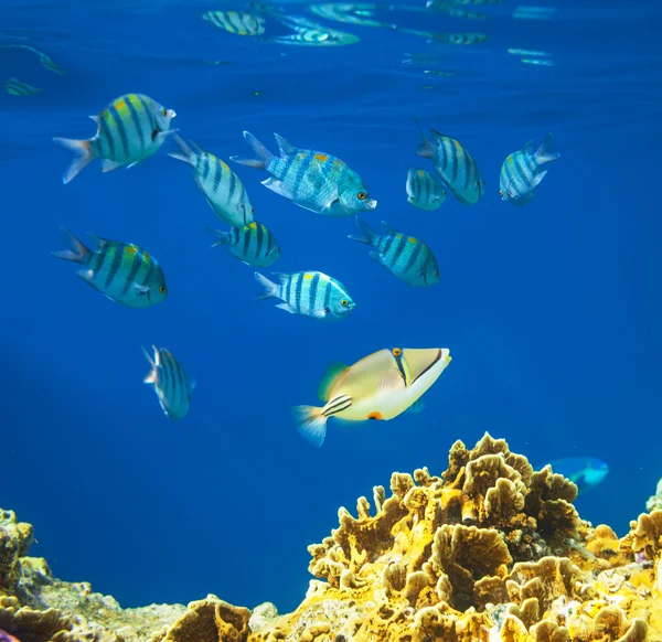 Коралових риб — стокове фото