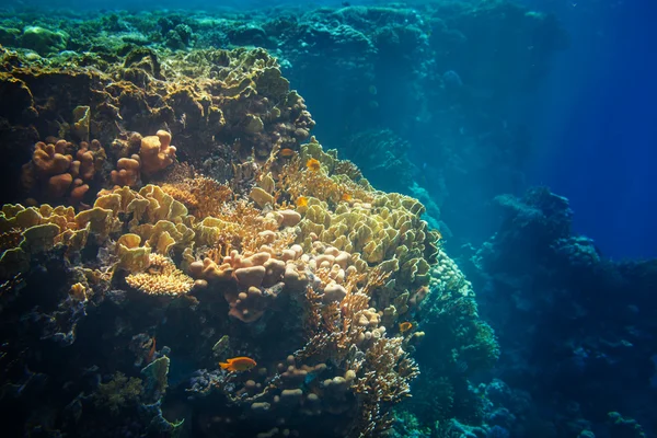 Coral reef — Stock Photo, Image