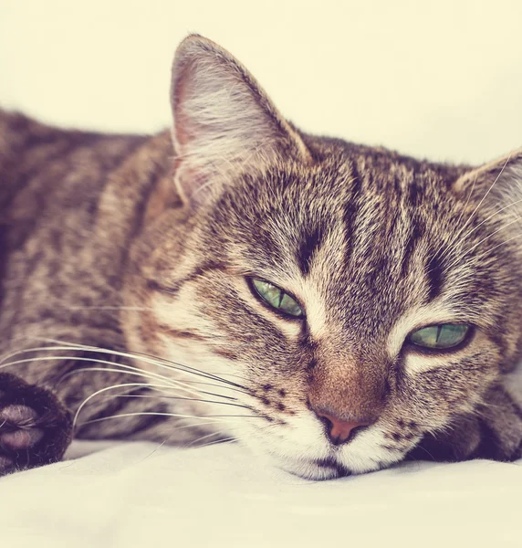 Cat muzzle — Stock Photo, Image