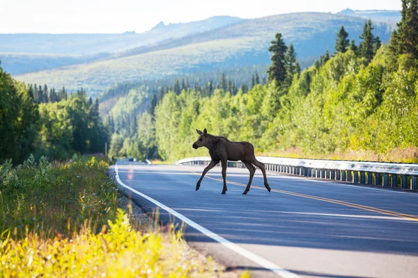 Moose — Stock Photo, Image