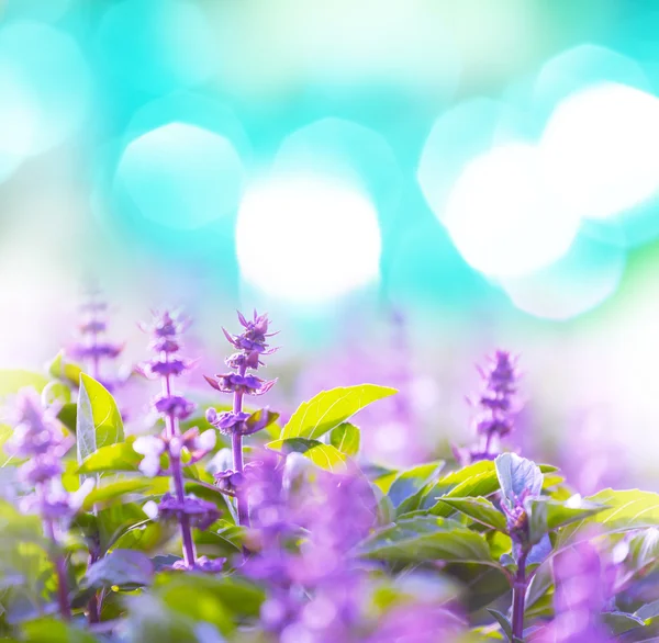 민트 꽃 — 스톡 사진
