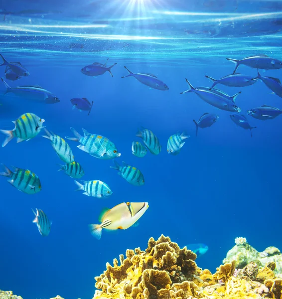 Coral fishes — Stock Photo, Image