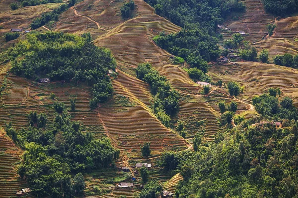 Vientamese 필드 — 스톡 사진