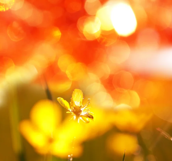 Zomer weide — Stockfoto