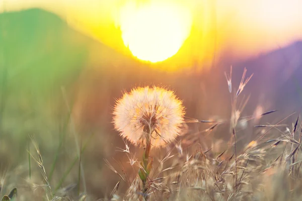 Paardebloem — Stockfoto