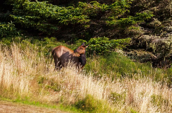 Rådjur — Stockfoto