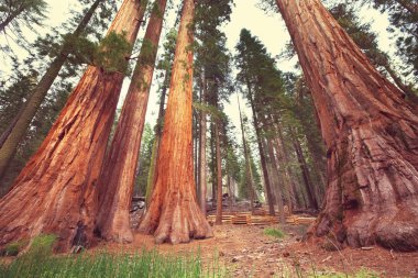 Sequoia