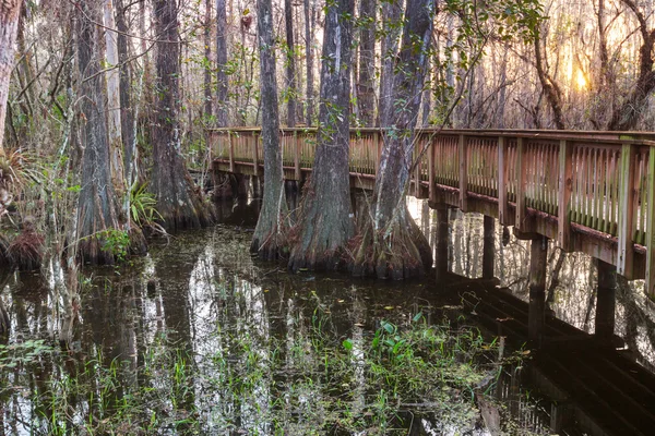 Boardwalk in swamp — Stock Photo, Image