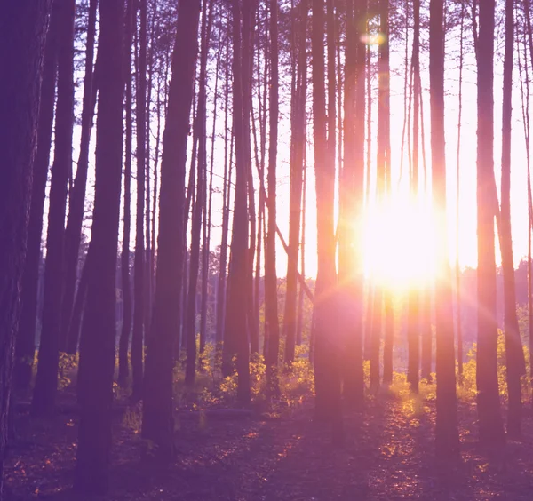 Solnedgång i skogen — Stockfoto