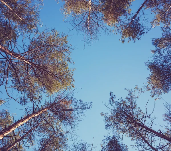 Floresta — Fotografia de Stock