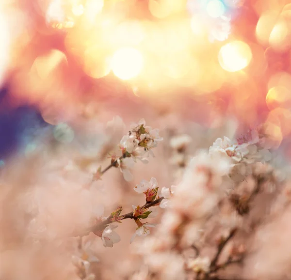 Cerezo de flor — Foto de Stock