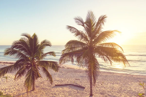 Playa tropical — Foto de Stock