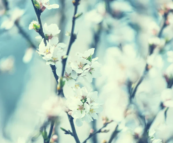 Cerisier de fleur — Photo