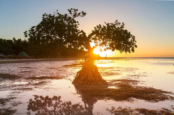 Mangroves — Stock fotografie