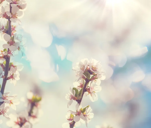 Cereja flor — Fotografia de Stock