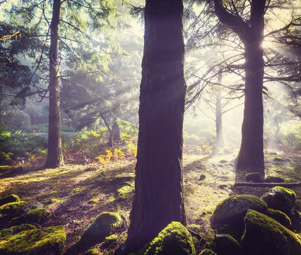 Mist in het bos — Stockfoto