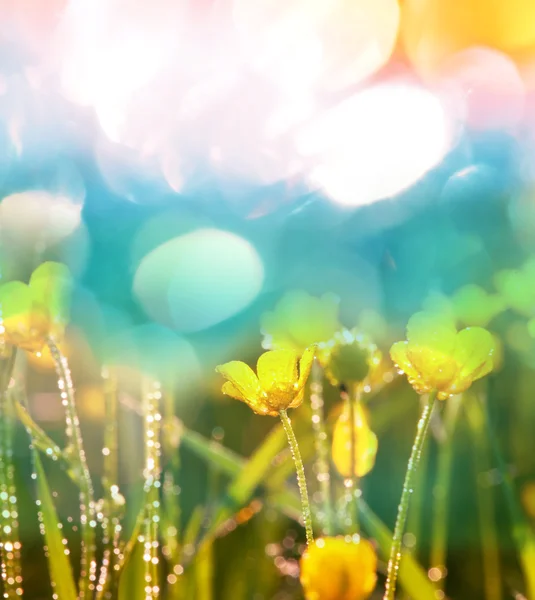 Gelbe Blüten — Stockfoto