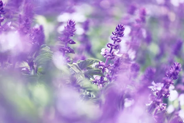 Flores de menta — Foto de Stock
