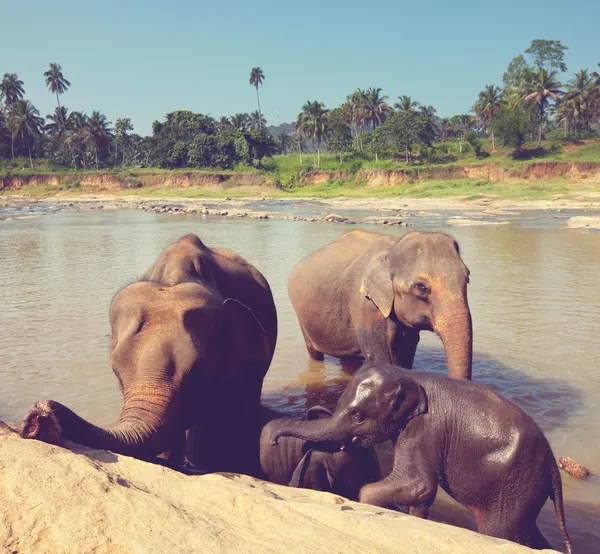 Éléphants sur Sri Lanka — Photo