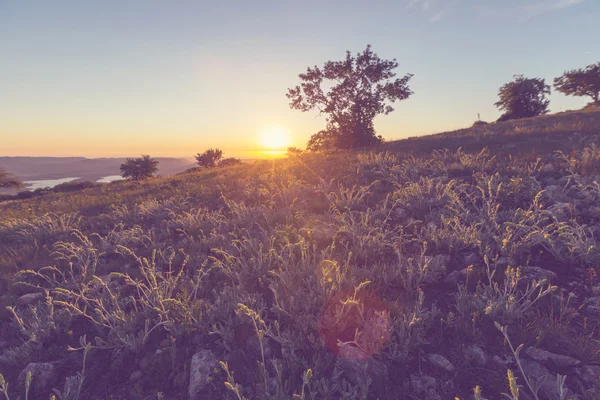 Zonnige weide — Stockfoto