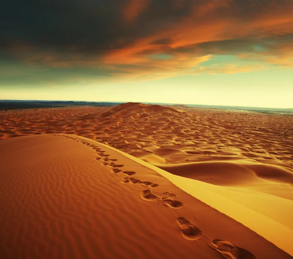 Desert — Stock Photo, Image