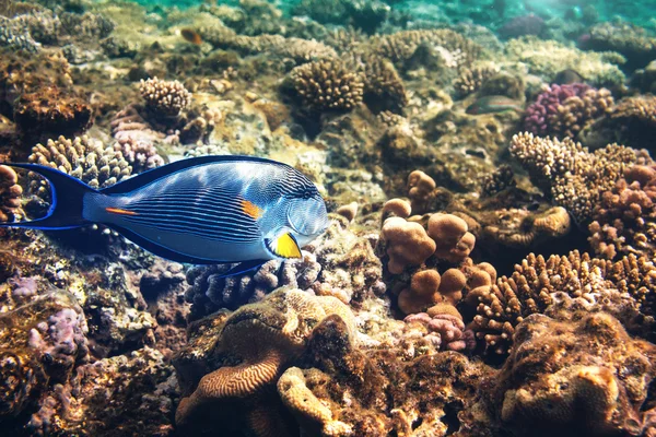 Peixe subaquático — Fotografia de Stock