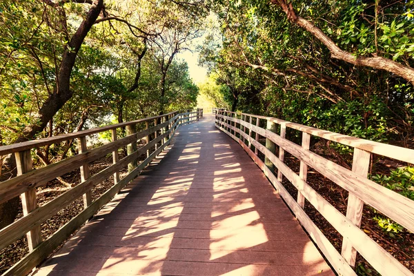 Boardwalk in swamp — Stock Photo, Image