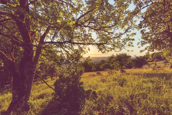 夏の草原 — ストック写真