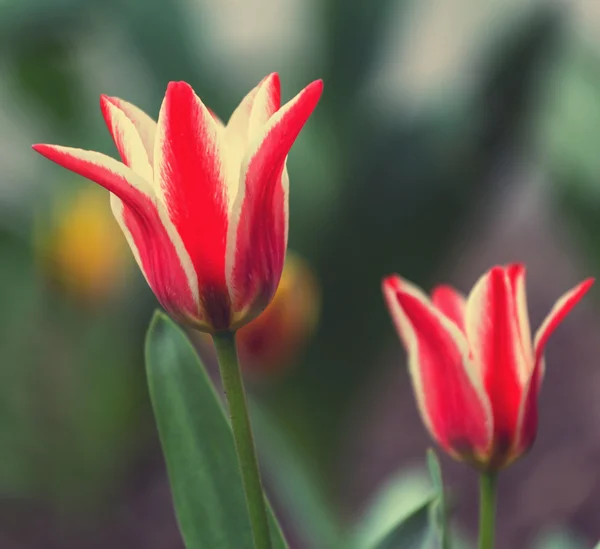 Tulipan — Zdjęcie stockowe