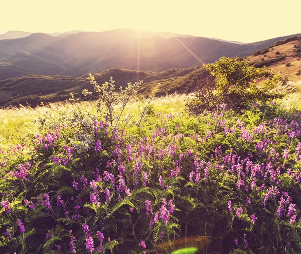 Louka na sunset — Stock fotografie