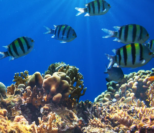 Peces de coral — Foto de Stock