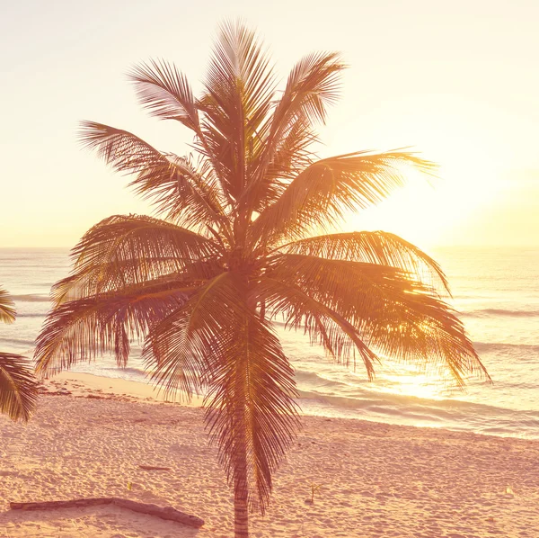 Tropical beach — Stock Photo, Image