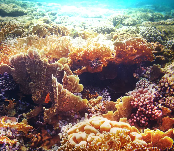 Coral reef — Stock Photo, Image